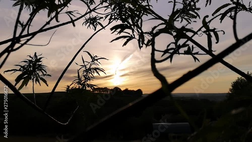 Golden sunset viewed through silhoueted trees gently blowing in wind. photo