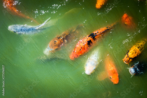 peces koi china