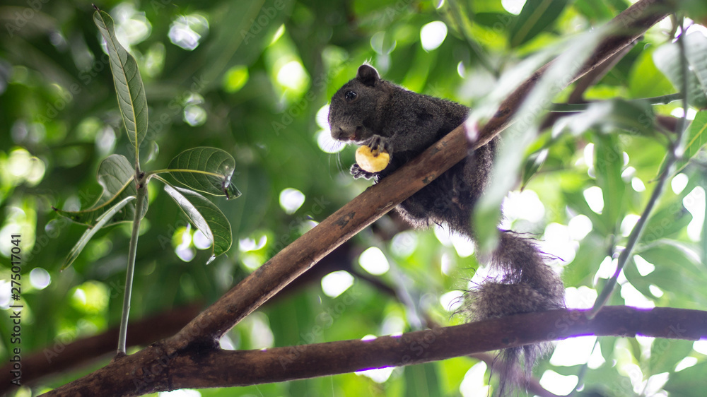 Fototapeta premium Small black squirrel Eat bananas on the tree.