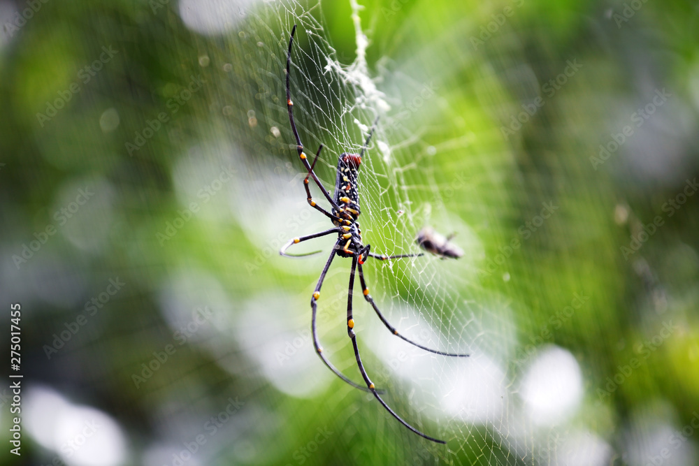 close up of spider on cobweb with beautiful bokeh close up of spider on cobweb with beautiful bokeh