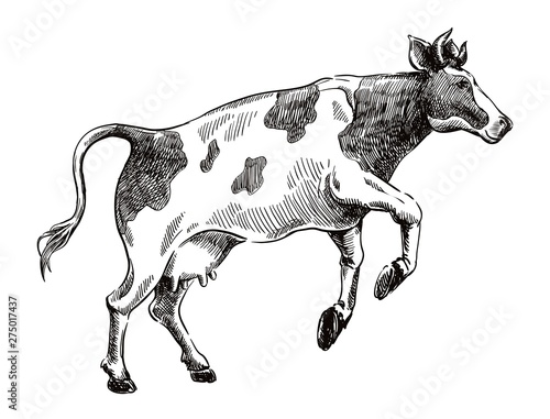 sketch of cow drawn by hand. livestock. cattle. animal grazing