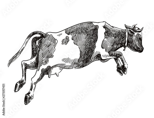 breeding cow. animal husbandry. vector sketch on a grey background