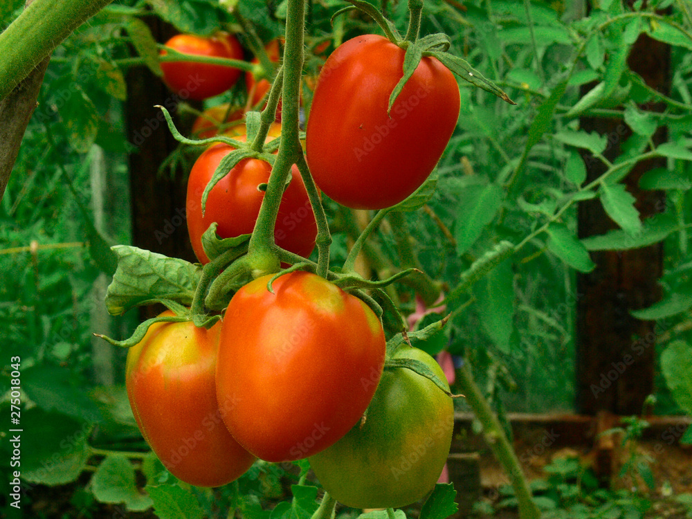 red tomatoes hang in a greenhouse on a branch