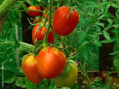 red tomatoes hang in a greenhouse on a branch