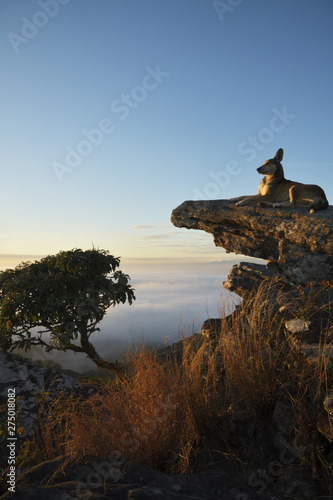 Dog sitting on stones looking at the fog in the mountains in Brazil