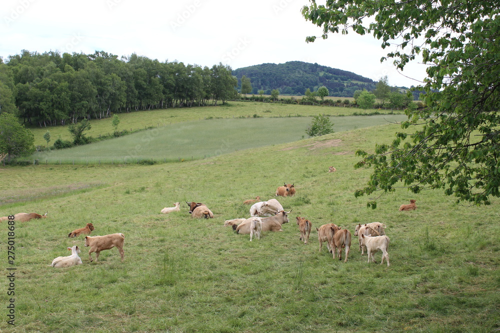cows in the meadows le cantal in france