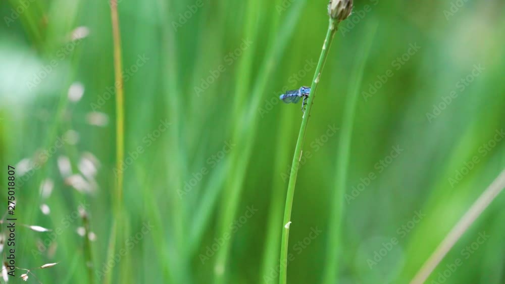 Damselfly clinging to plant stalk in the wind. Damselfly clinging to plant stalk in the wind.