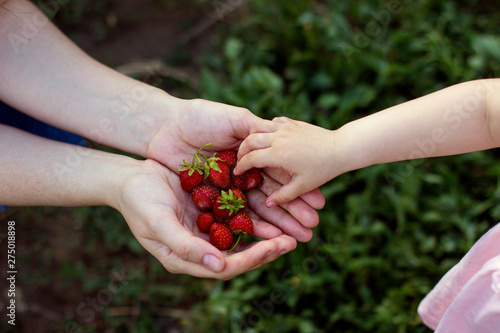a handful of ripe red strawberries in female hands and children's hands