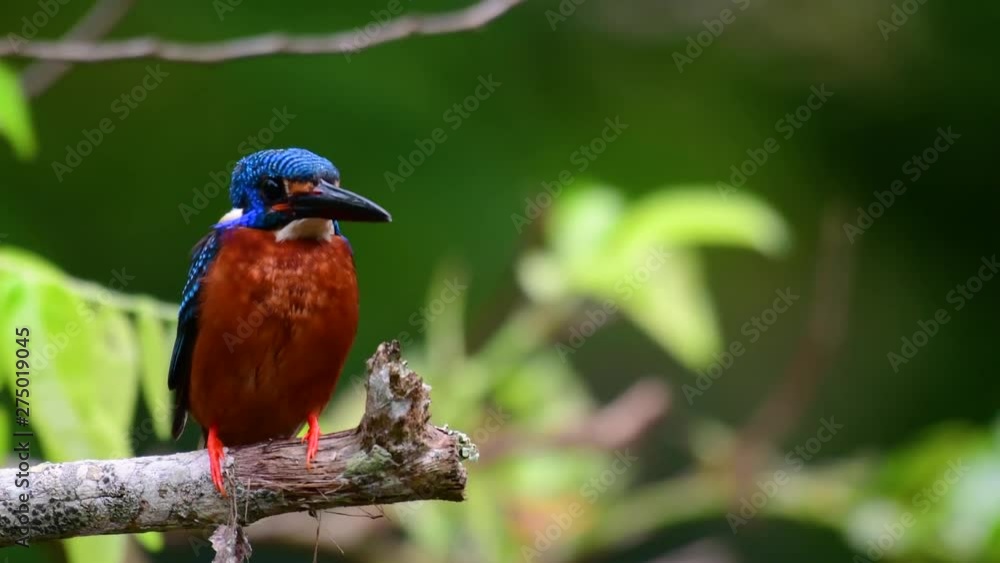 The Blue-eared Kingfisher is a small Kingfisher found in Thailand and it is wanted by bird photographers because of its lovely blue ears as it is also a cute bird to watch. The Blue-eared Kingfisher is a small Kingfisher found in Thailand and it is wanted by bird photographers because of its lovely blue ears as it is also a cute bird to watch.