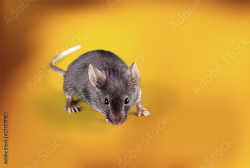 Gray mouse animal on background