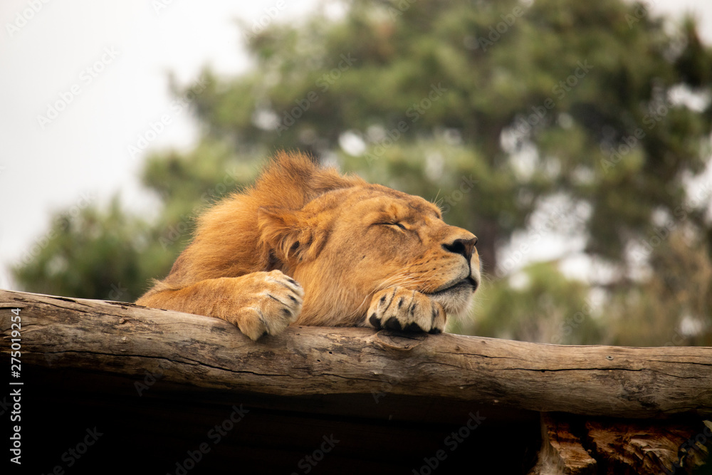 Naklejka premium Lion resting in the sun