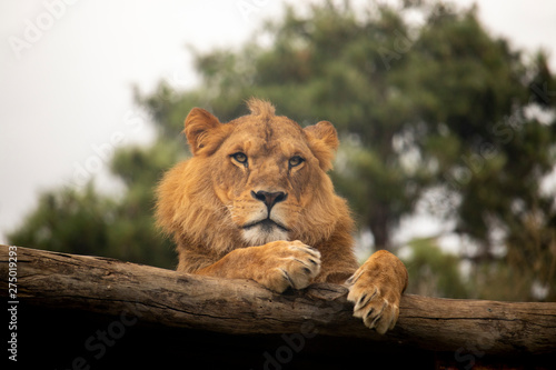 Lion resting in the sun © Judah