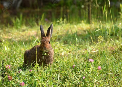 Wild hare eating clover