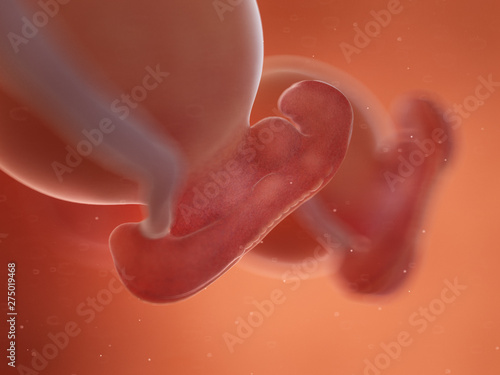 3d rendered illustration of twin fetuses - week 5 photo
