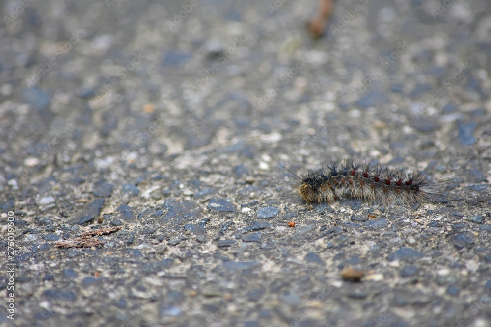 Little Friend Little Friend