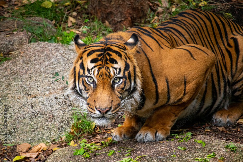 Obraz premium Tiger Crouching amongst the trees