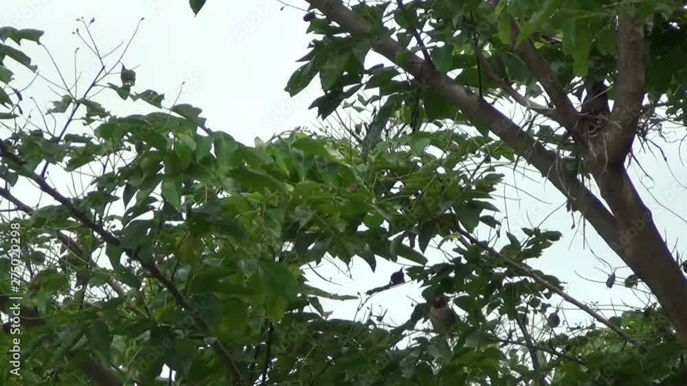 Birds are building nests. Birds are building nests.