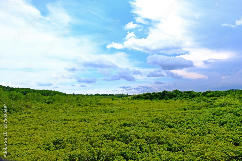 Beautiful Mangrove forest with blue sky and white cloud,Tung Prongthong at Ban Pak Nam Krasae Nature Preserve and Forest, Klaeng district, Rayong Province, Thailand.