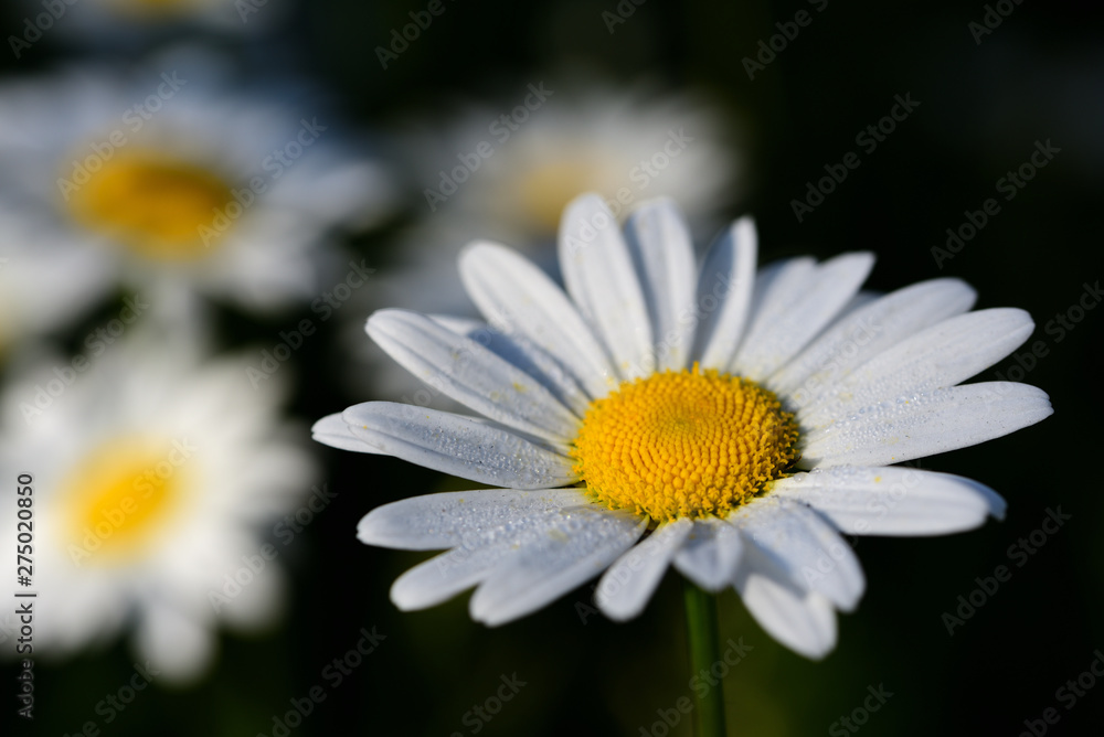 margeriten blühen auf einer wiese im frühling margeriten blühen auf einer wiese im frühling