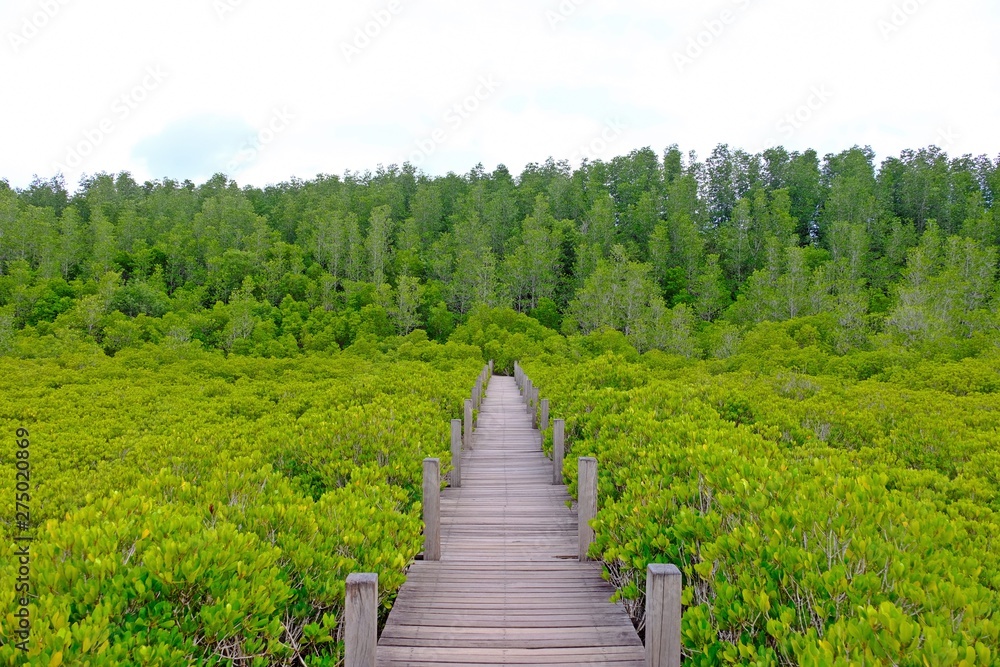 Nature trail wood path through mangrove forest, Tung Prongthong at Ban Pak Nam Krasae Nature Preserve and Forest, Klaeng district, Rayong Province, Thailand.
