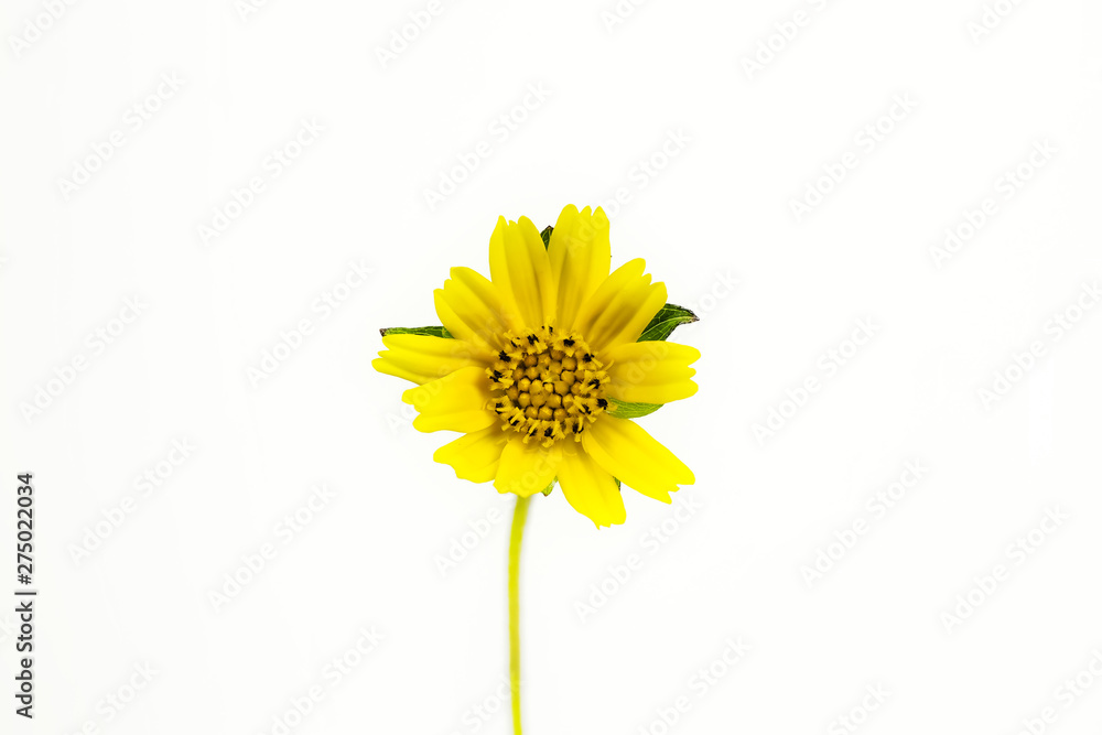 Naklejka premium Flowers on the background