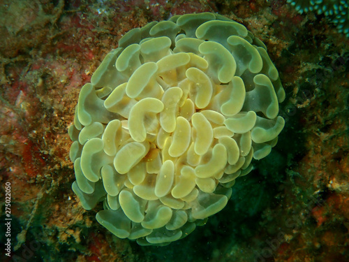 Closeup of the beautiful Hammer Coral Anemone sea during a leisure dive in Tunku Abdul Rahman Park, Kota Kinabalu. Sabah, Malaysia. Borneo. 