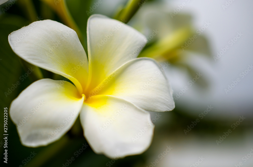White plumeria flowers in the morning of the new day