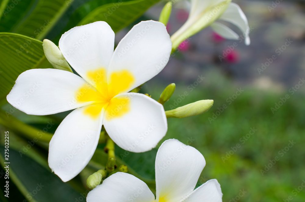 White plumeria flowers in the morning of the new day