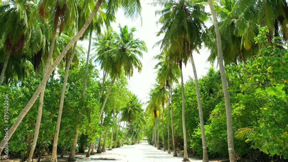 beautiful tropical vegetation. Arecaceae forest on exotic island Thailand. tilt up dolly in shot beautiful tropical vegetation. Arecaceae forest on exotic island Thailand. tilt up dolly in shot