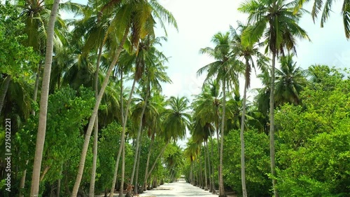 drone dolly out shot of palm tree plantation. Palms used in industry as vegetable oil or Biofuel photo