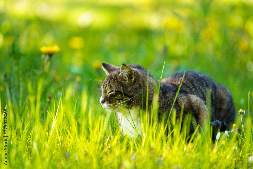 Cat sits in the green grass on a Sunny meadow in the summer