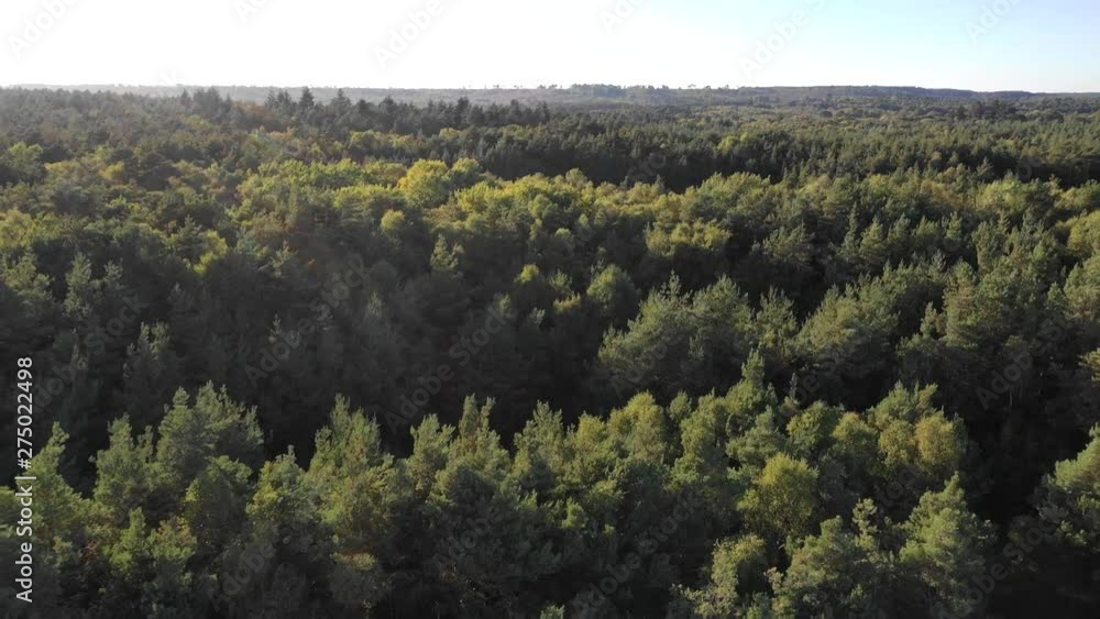 Aerial drone track in over pine trees Aerial drone track in over pine trees
