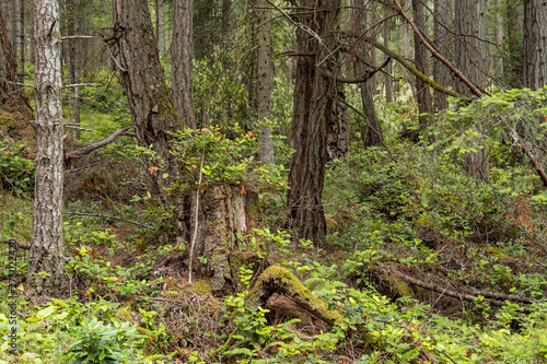 old forest with dense trees and green moss covered tree trunks on the ground
