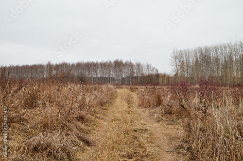 Yellow landscape in autumn cloudy day with field full of dry grass and road