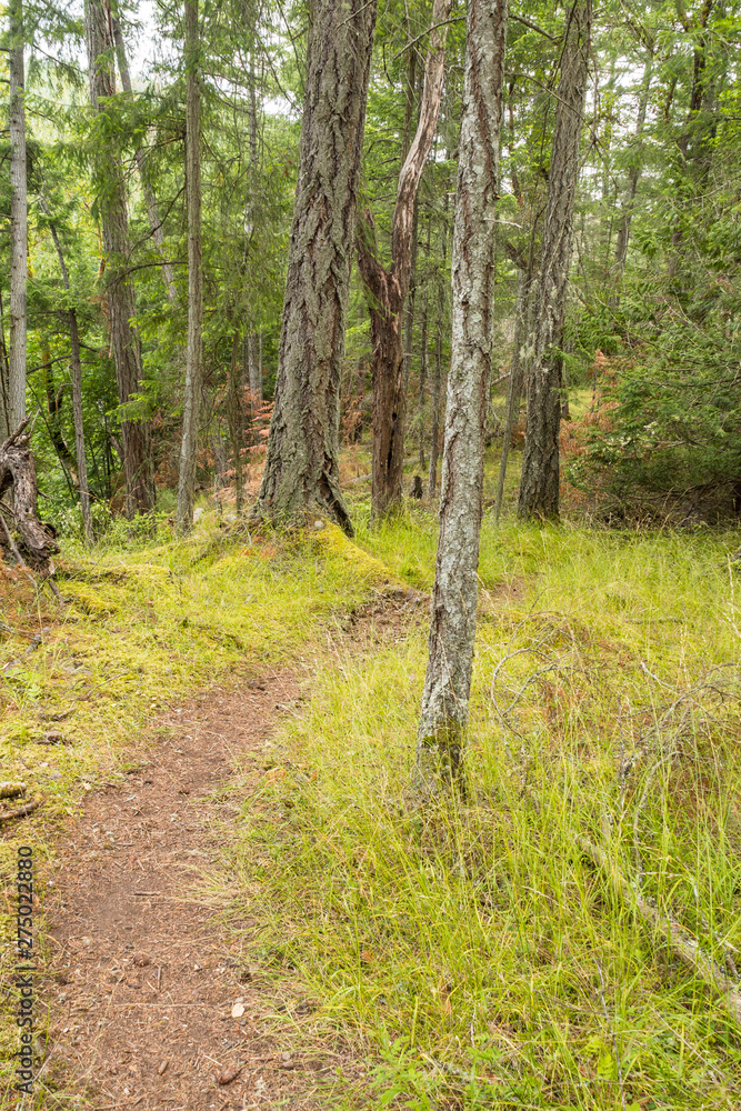 Obraz premium narrow trail inside forest with green grass and trees on both sides