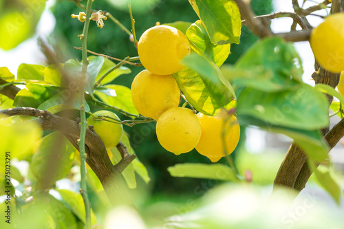 Close up lemons hanging from a tree in a lemon grove