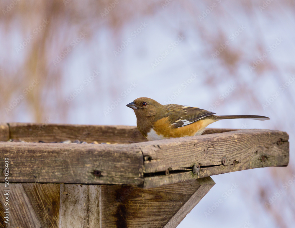 Fotografie A Female Eastern Towhee on a platform bird feeder