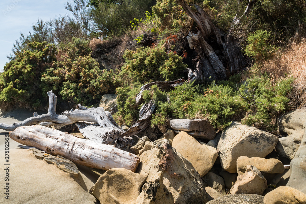 rocky shore line under green forest on a sunny day filled with big rocks and fallen tree trunks rocky shore line under green forest on a sunny day filled with big rocks and fallen tree trunks