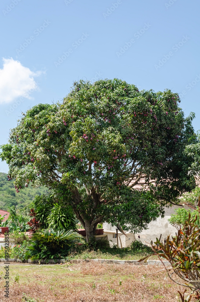 Irwin Mango Tree With Fruits