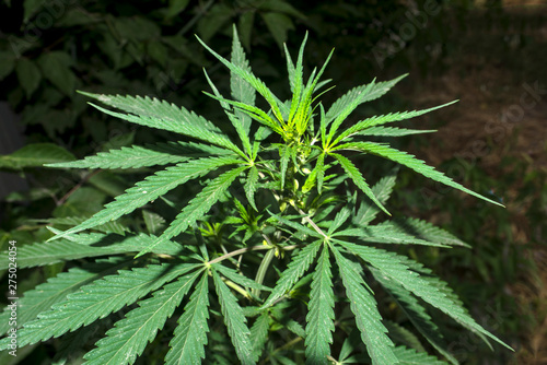 Wild growth of cannabis under the fence of a house.