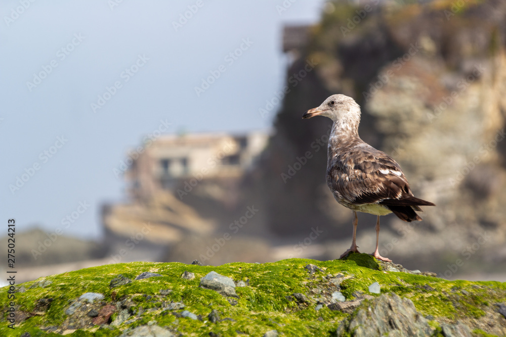 seagull on a rock seagull on a rock