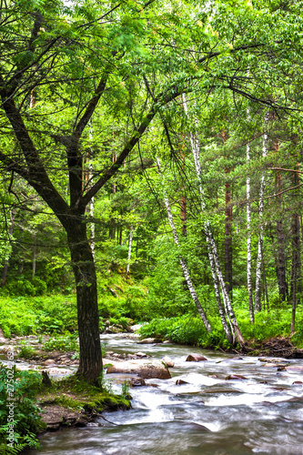 Fototapeta Naklejka Na Ścianę i Meble -  mountain river in the forest