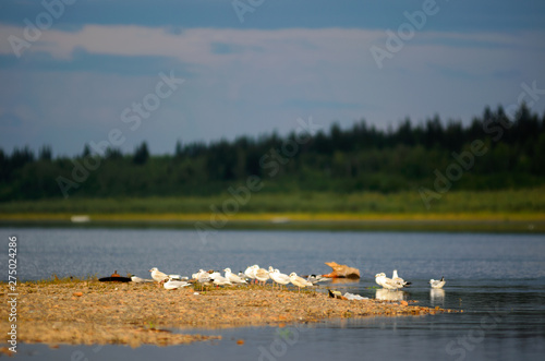 A small flock of Northern white gulls stands resting on the stone Bank of the Viluy river in Yakutia on the background of the taiga spruce forest under the blue sky. photo