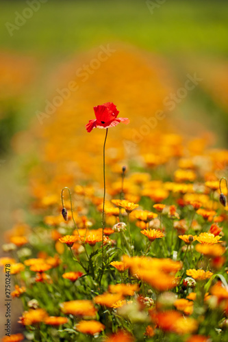 Poppy in yellow flowers