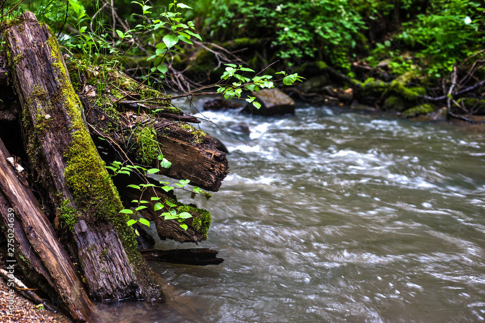 Fototapeta premium mountain river in the forest