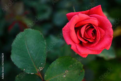 Red rose flower outdoors on plant.