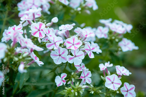 Floral landscaping brings a riot of color to city's streets, City beds with flowers, environmental responsibility .Bright pink and white petunias floral background. flower bed in summer garden.