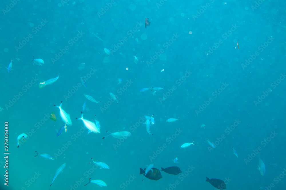 sea fish near coral, underwater sea fish near coral, underwater