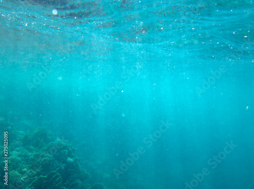 sea fish near coral, underwater