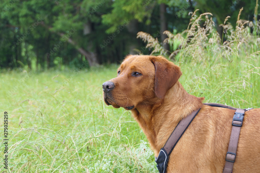 Portrait eines jungen reinrassigen RedFox Labrador auf grüner Wiese